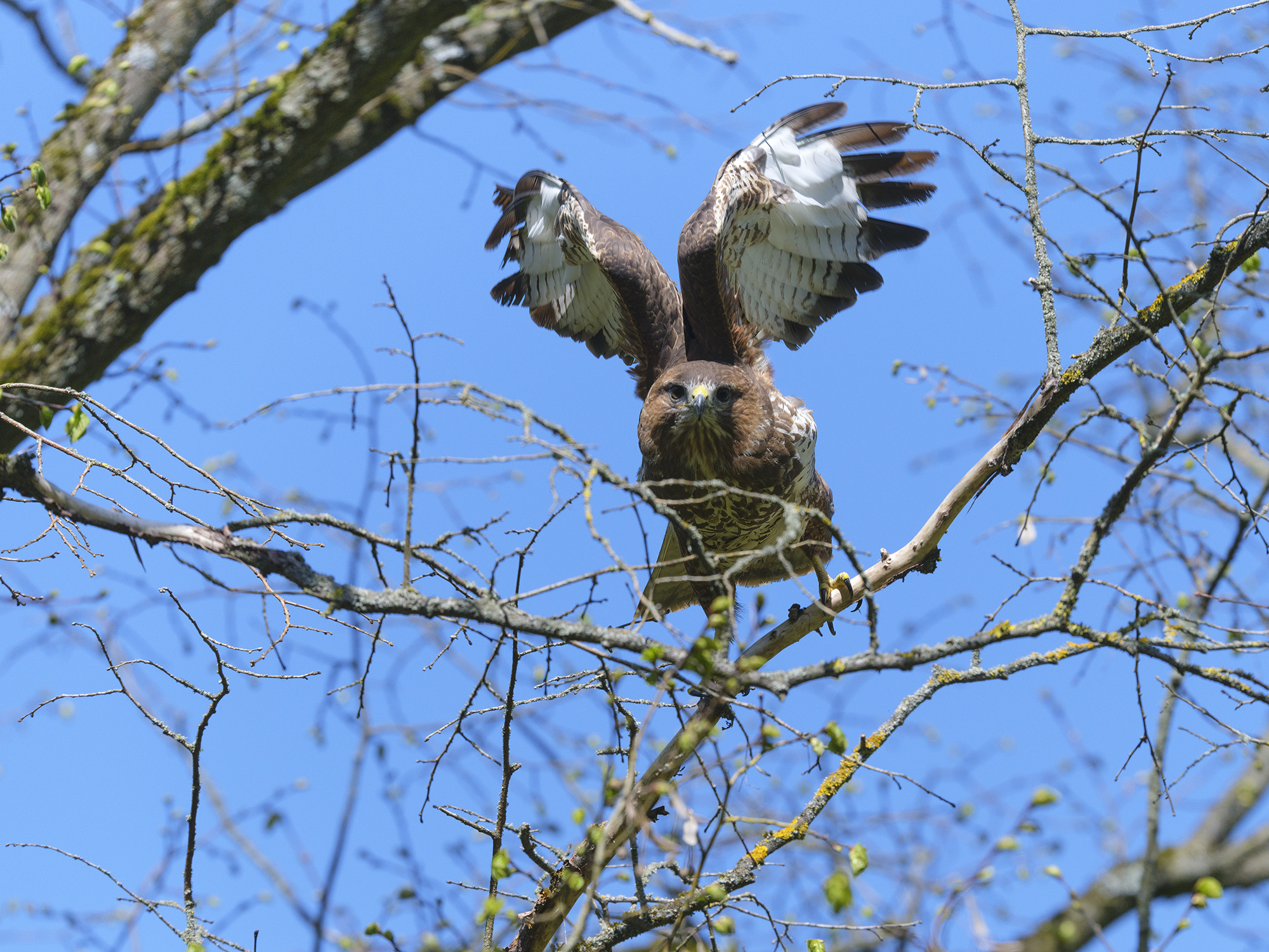 Der Mäusebussard ...